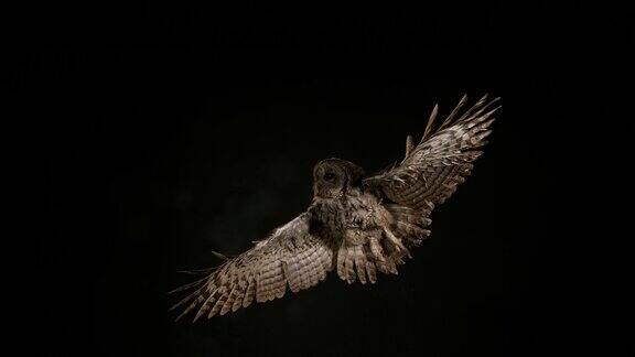 欧亚褐鸮黑纹鸮成年飞行诺曼底4K慢镜头
