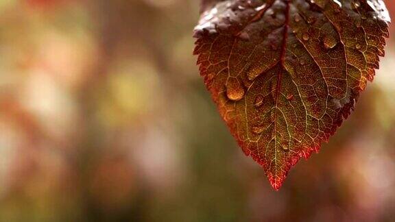 水滴从树叶上滴落下来