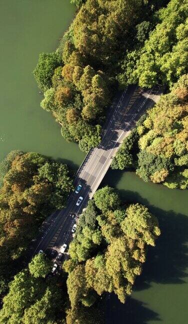 通过湖泊和树木区域的道路鸟瞰图