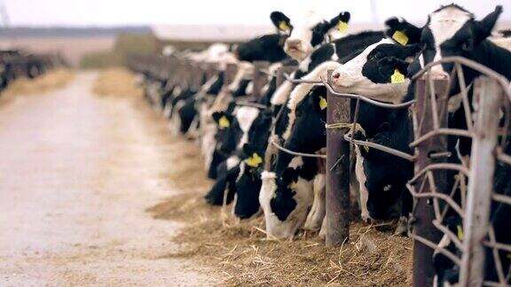 奶牛在农场里吃草