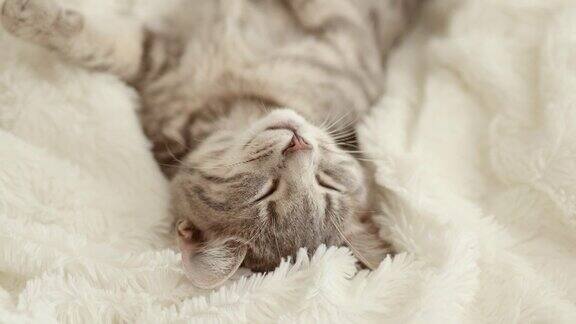 可爱的小灰虎斑家猫仰卧在床上的白色毛毯上可爱有趣的家庭宠物