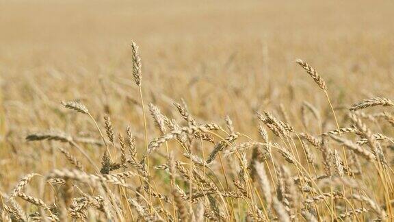 金黄的麦子夏日田野缓慢的随风摇曳