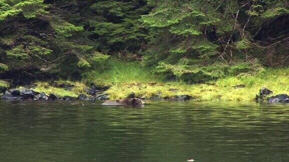 黑熊在阿拉斯加的河岸游泳