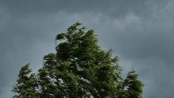 在暴风雨的天空下桦树在飓风中摇摆