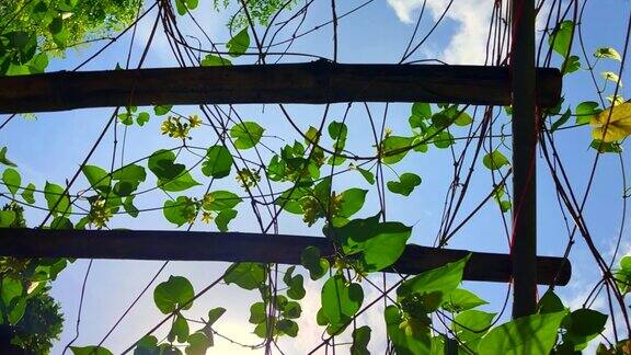绿色植物与花攀援竹藤架下的风在低角度向上看天空