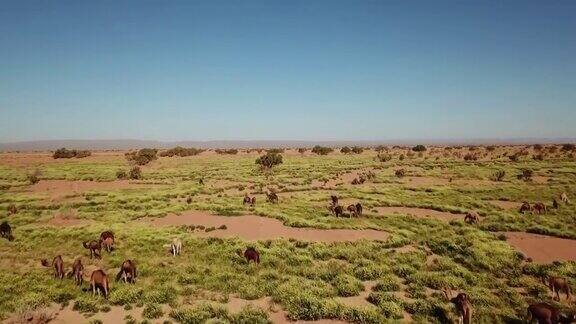 鸟瞰一群在沙漠附近吃草的骆驼