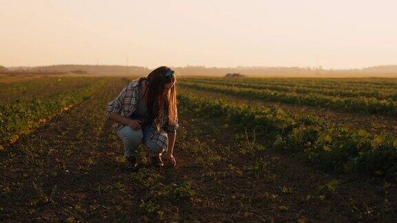 夕阳下橙色的天空下年轻的女农民在菜地中央检查土壤