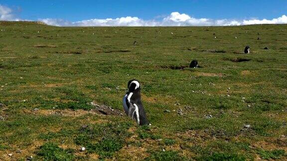 麦哲伦企鹅SpheniscusIslaMagdalena麦哲伦海峡智利