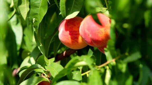 成熟的桃子在树上