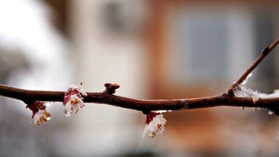 果树枝头绽放着春雪电影替身拍摄