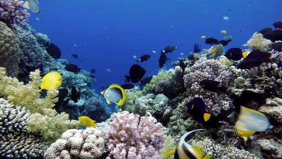 海洋中的水下生物热带鱼
