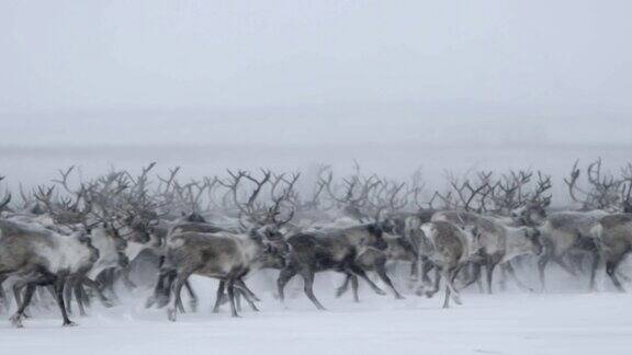 在雪地上奔跑着的北部驯鹿群