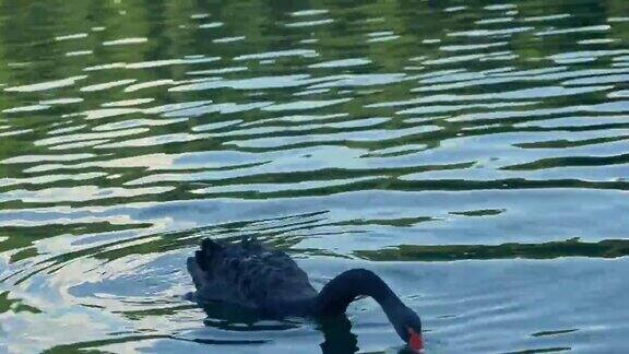 黑天鹅沐浴在宁静的自然湖和野生动物阿夫基
