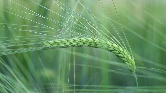 绿色的小麦穗和穗在田间的特写