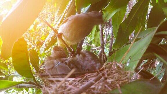 鸟妈妈喂养和照顾新生的小鸟