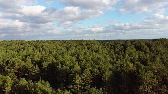 空中飞行在绿松木顶部视图在松木