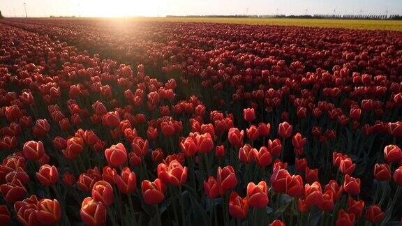 荷兰一个美丽的春天日落田野里红色和黄色的郁金香