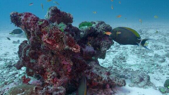 泰国斯米兰群岛的圆斑刺尾鱼