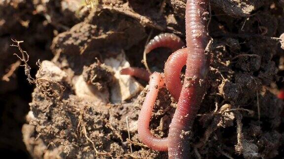 蚯蚓在泥土蠕动