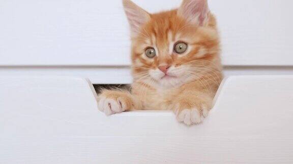 猫咪躲在抽屉里张望