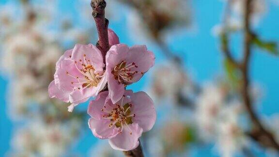 桃树在蓝色的背景下开花