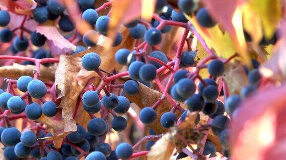 秋天满是野葡萄的浆果