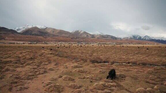 航拍牦牛群西藏中国