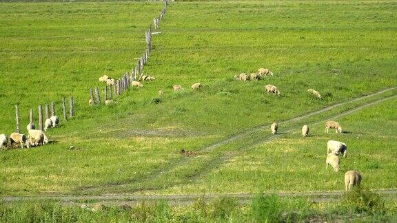 在草地上吃草的一群羊