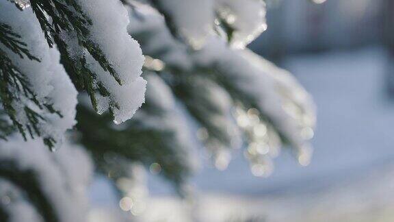 白雪覆盖着松树的树枝