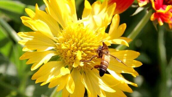 蜜蜂从花上采集花蜜