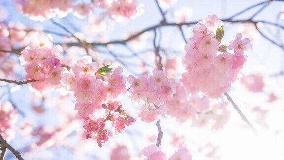 美丽的樱桃树在一个阳光灿烂的日子盛开