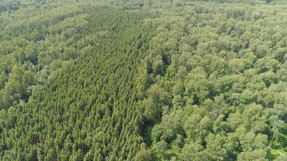 飞过绿色的森林