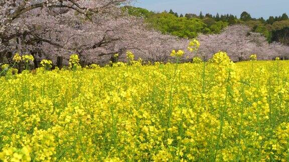 樱花和油菜花盛开了日本宫崎县斋藤市斋藤丸墓地