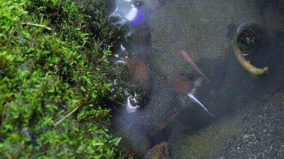 Miyuki鳉鱼在清澈的雾中游泳