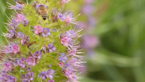 蜜蜂采集花粉特写慢镜头