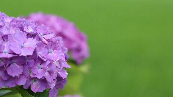 近距离观察绿色田野里的紫色绣球花