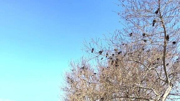 一群乌鸦落在无叶的树上