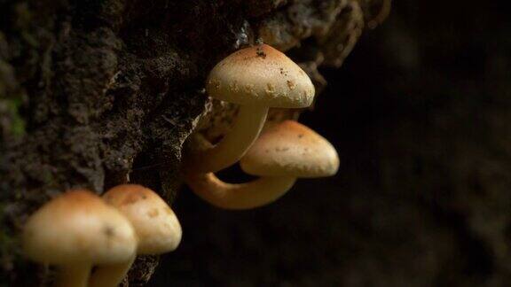 宏观:白色和棕色的小蘑菇生长在一棵长满苔藓的大树上
