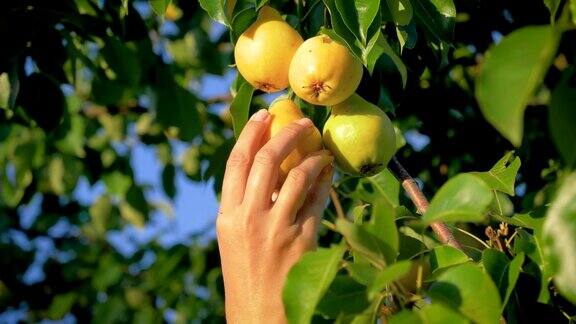 在一个阳光明媚的夏日一个女人从花园里的树上采摘一个成熟的梨
