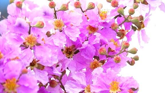 紫薇粉白色的花在秋天盛开