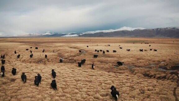 航拍牦牛群西藏中国