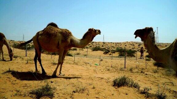 骆驼走近镜头挑衅地看了看就跑掉了地点在阿联酋沙漠公路附近
