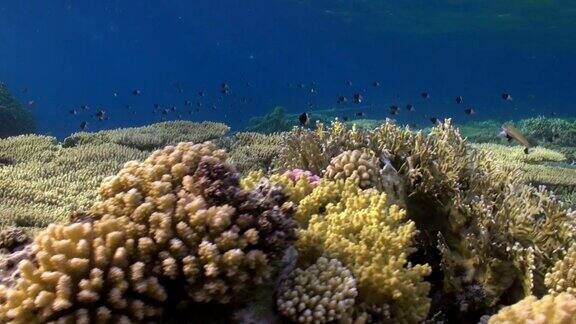 珊瑚礁位于红海水下