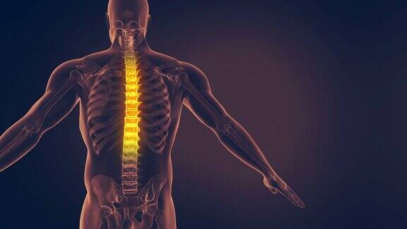 人体脊柱解剖学