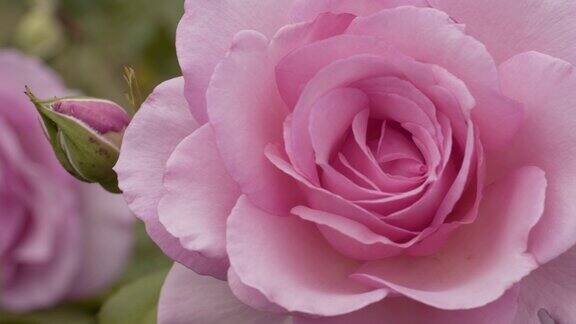 威斯敏斯特粉玫瑰花