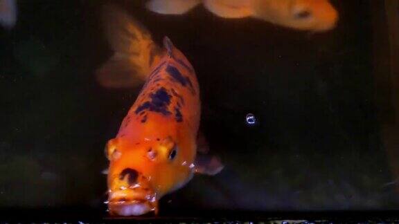美丽的橙色鱼在水里游泳特写镜头