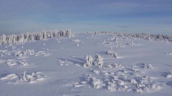 鸟瞰图冰雪覆盖的森林冬天