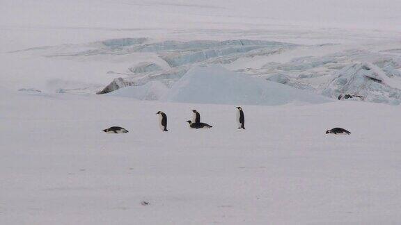 有企鹅的南极景观