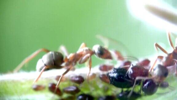 蚂蚁和蚜虫特写