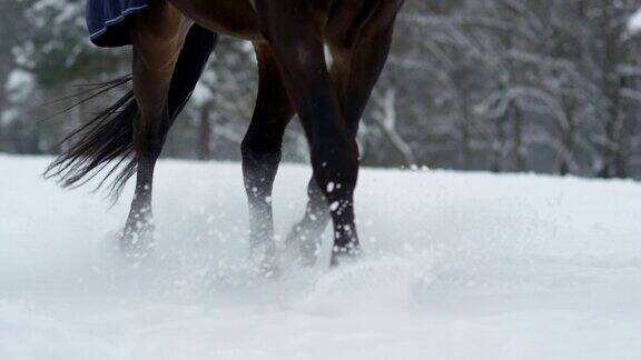 慢镜头:在美丽的冬季仙境里黑马在深雪中奔跑